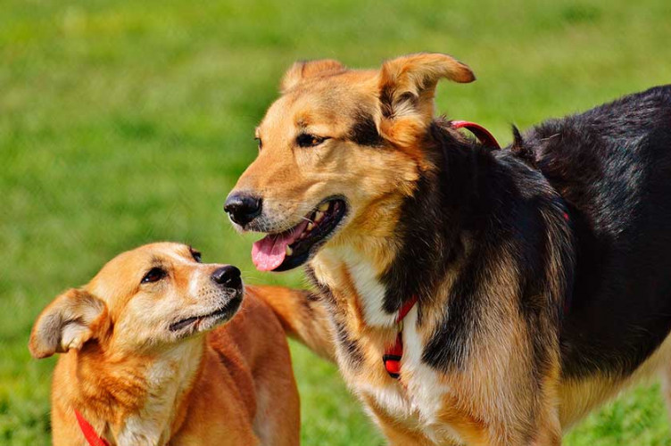 Hundetag in Vorbereitung - Thema: Hunde vor der Kamera 