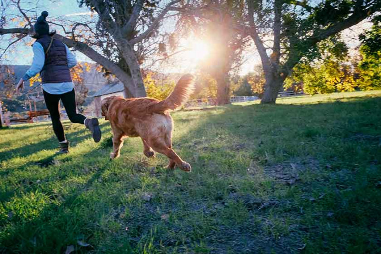 Hundetag |Wandertag - am 25.11.2017 - Hunde vor der Kamera