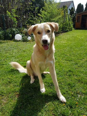 Jonny 5 Jahre - Labrador-Mischling sucht Zuhause