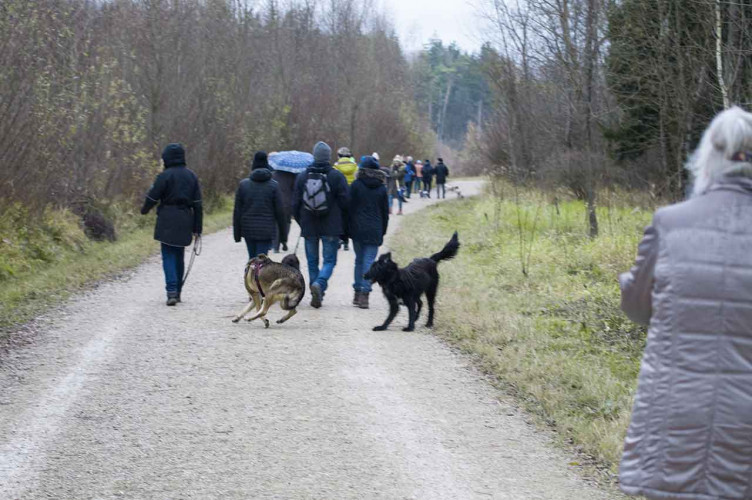 Hunde-Wandertag 25.11.2017  - Hunde glücklich, Menschen nass!